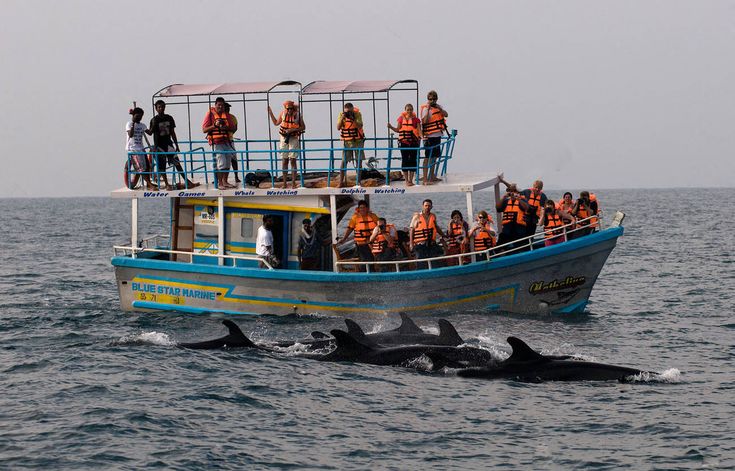 Sri Lanka Whale